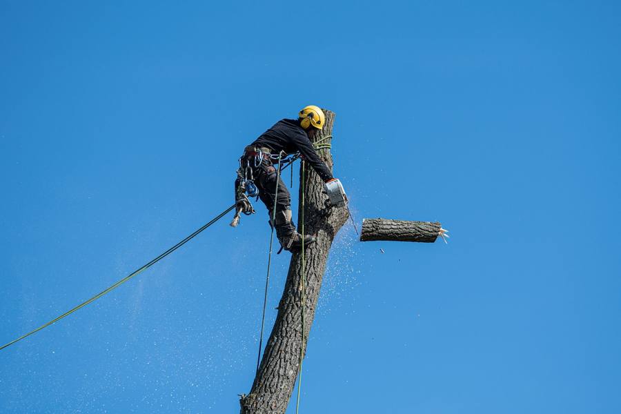 Tree work in progress near Florence, South Carolina
